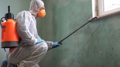 Mold Remediation: Effective Solutions For A Healthy Home