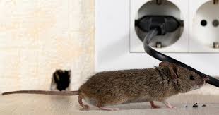 Top Rat Pest Control Tips: How To Get Rid Of Rats At Home