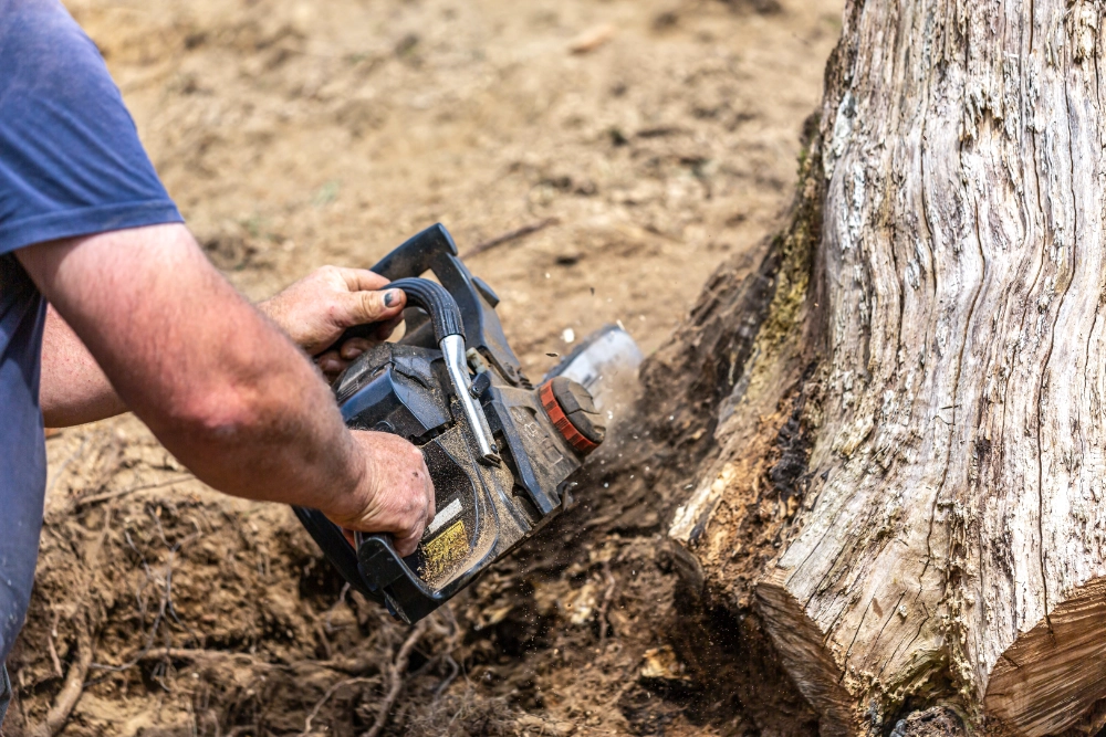 Tree Service & Stump Removal Tips: Expert Guide