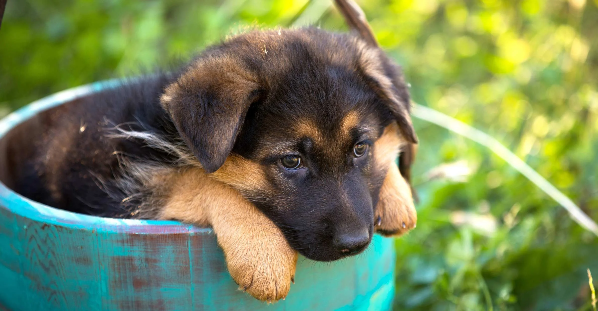 The Purebred German Shepherd Puppies For Sale